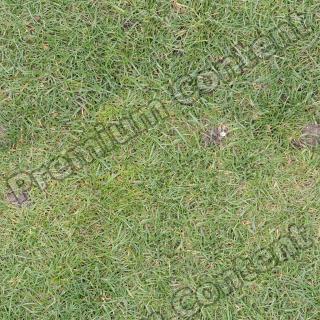 Seamless Grass 0019